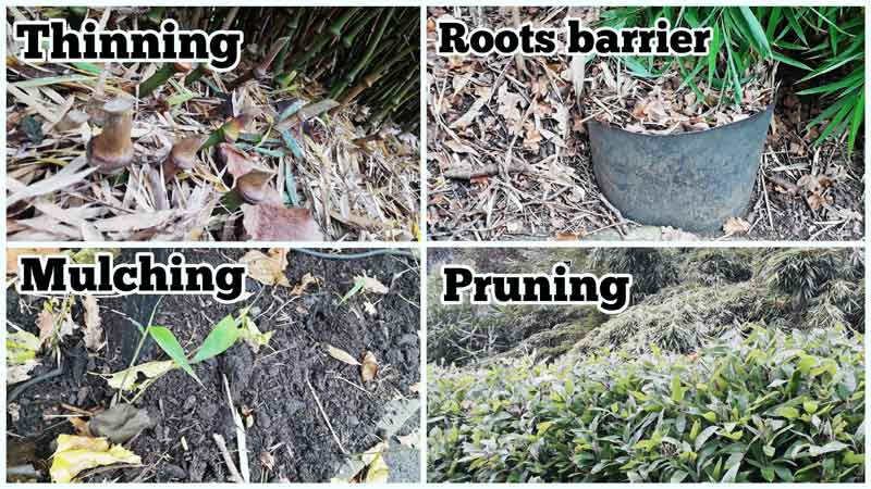 How to care for bamboo plants