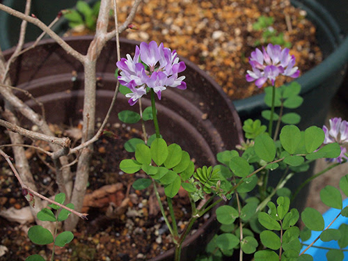 レンゲの仲間 Astragalus マメ科