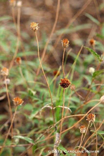 zexmenia
seedheads