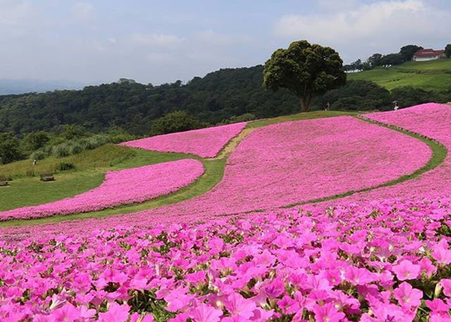 最新 関東の花の名所 お花畑やお花見スポットランキング どこココ 人気旅ライターが厳選 関東エリアで遊ぶ 楽しむ厳選お出かけ情報ランキング 観光やグルメ 人気穴場スポットをお届け