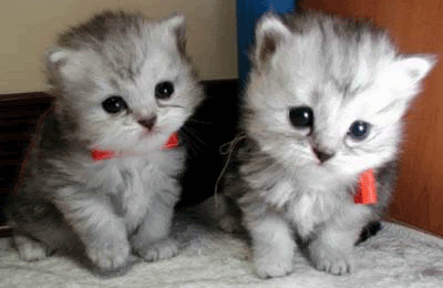 Kucing Persia Lucu dan Imut Kucing Persia Lucu dan Imut