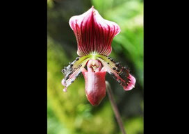 パフィオペディルムの花言葉 パフィオペディルムの花言葉と名前の由来
