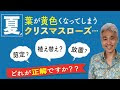 [10000ダウンロード済み√] クリスマス ローズ 庭 植え 放置 121244