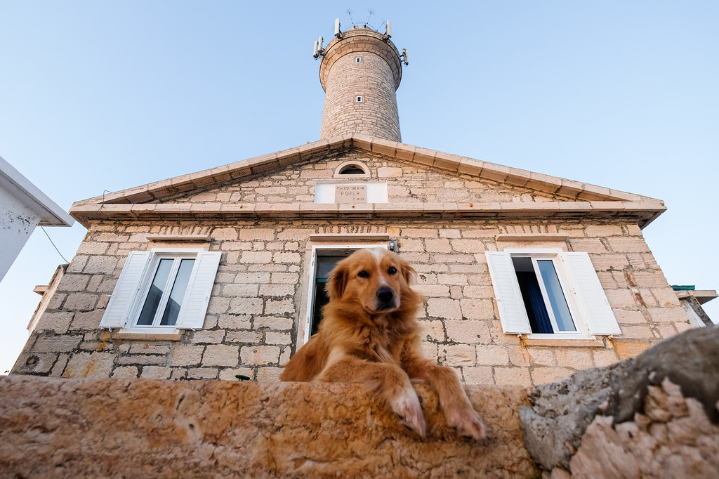 Lighthouse Puppy 