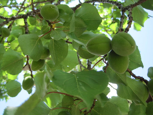 A good apricot year