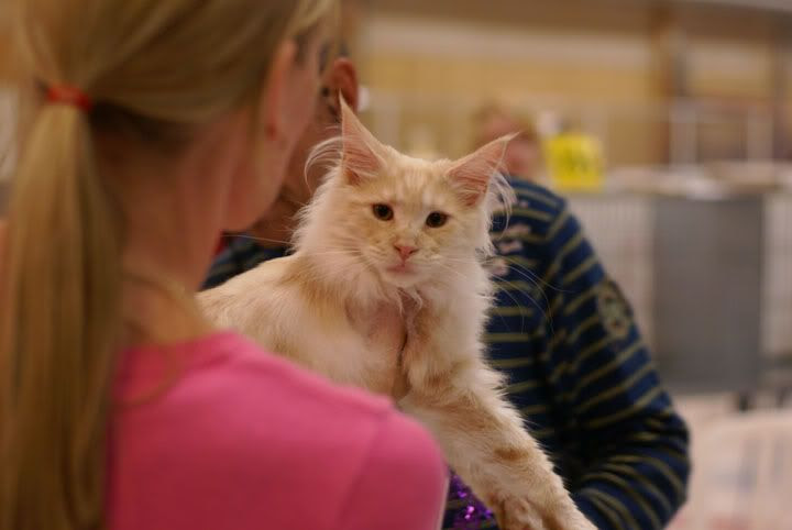 Linköpings kattklubbs utställning, 23 maj 2009