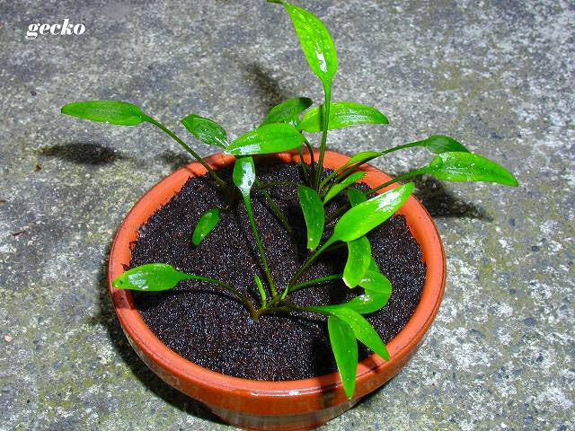 クリプトコリネ パルバ Gecko日記