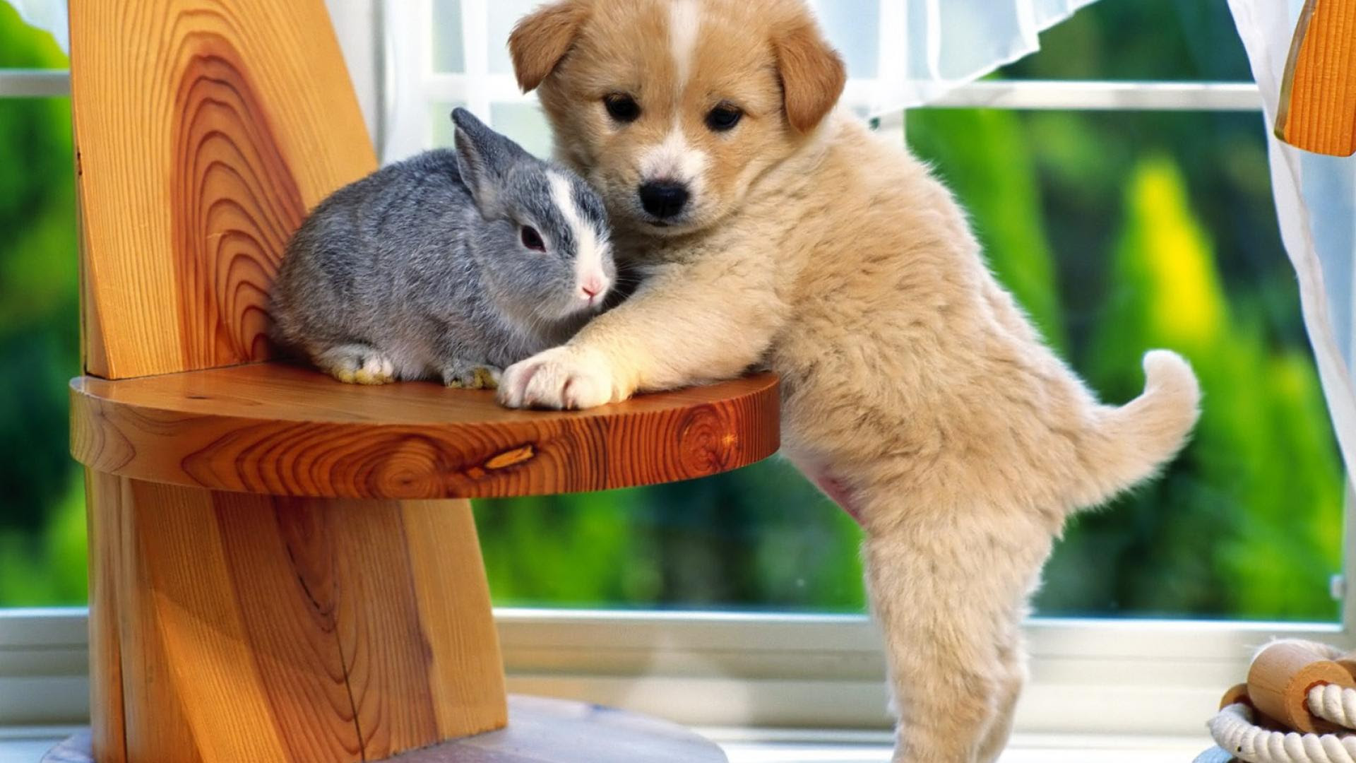 Cute Puppies Wallpapers HD - Wallpaper Cave