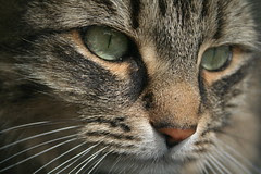 The Neighborhood Cat