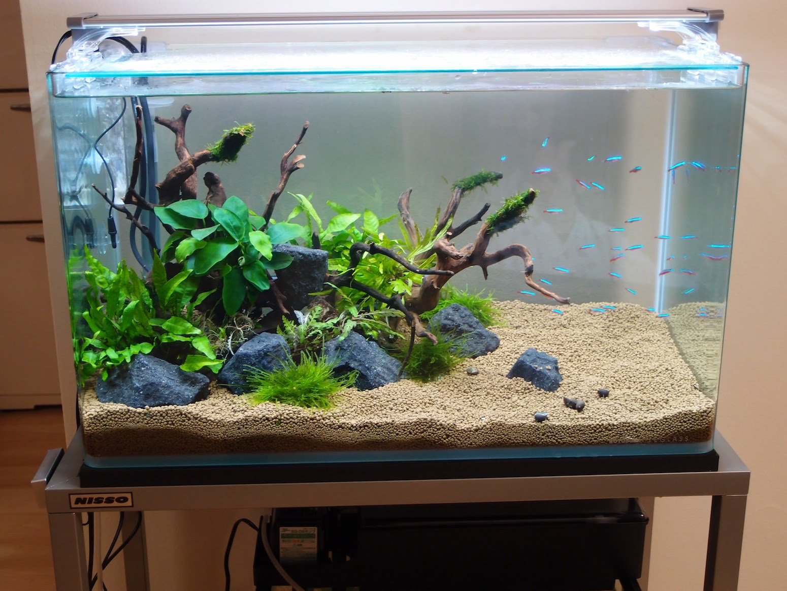 マーサのお魚通信 おたすけ隊