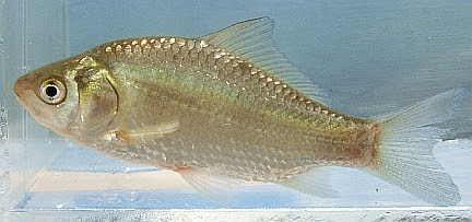 日本淡水魚 フナ類 ギンブナ
