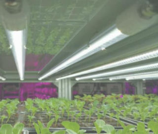 植物育成用のご案内 直管ledの 株 電費半分