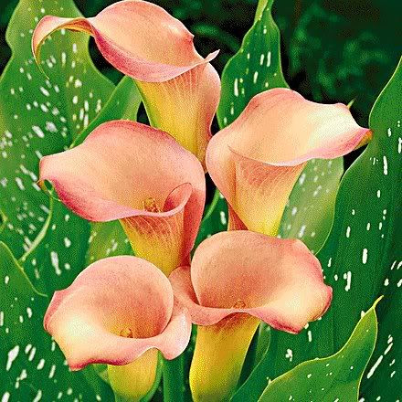 http://img.photobucket.com/albums/v244/MatThuBuon/Flowers/calla.jpg