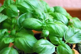 basil1