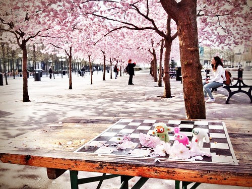 cherry blossom kungsträdgården 2013