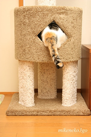 ジョイフル本田 ダンボール 折り紙 動物