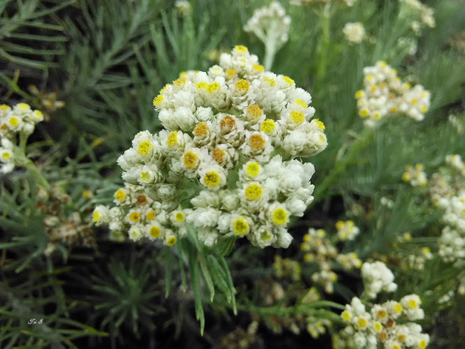  Bunga  Edelweiss Terancam Kelestariannya Balai Besar KSDA 