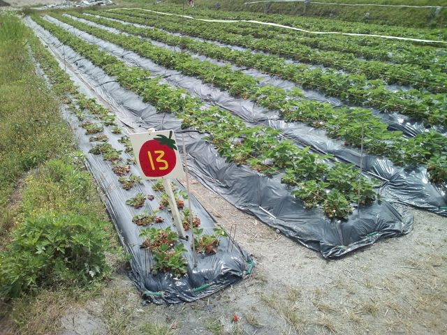 大津のかんきょう宝箱 近江舞子いちご園 南小松