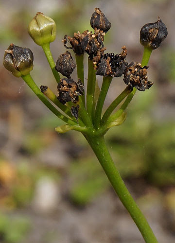真っ黒い種を収穫 食虫植物 ハエトリソウ モウセンゴケ ウツボカズラ テキトー栽培記 その6 9月中旬下旬 Web雑記
