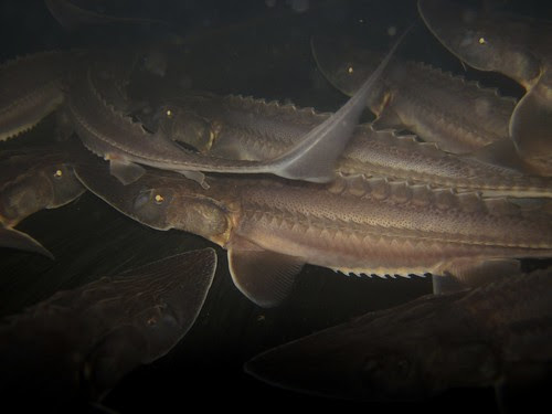 photo contest