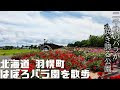 [最新] 北海道 バラ 園 305120-北海道 バラ園