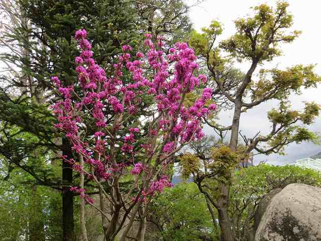 春花木 と ど根性花 なつさらの庭遊び 今日もいい日だ