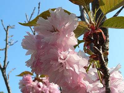 pompons roses.jpg