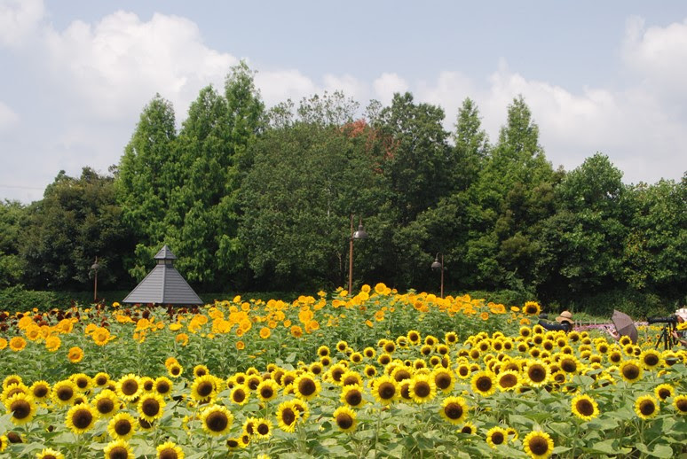 馬見花だより7月 奈良県公式ホームページ