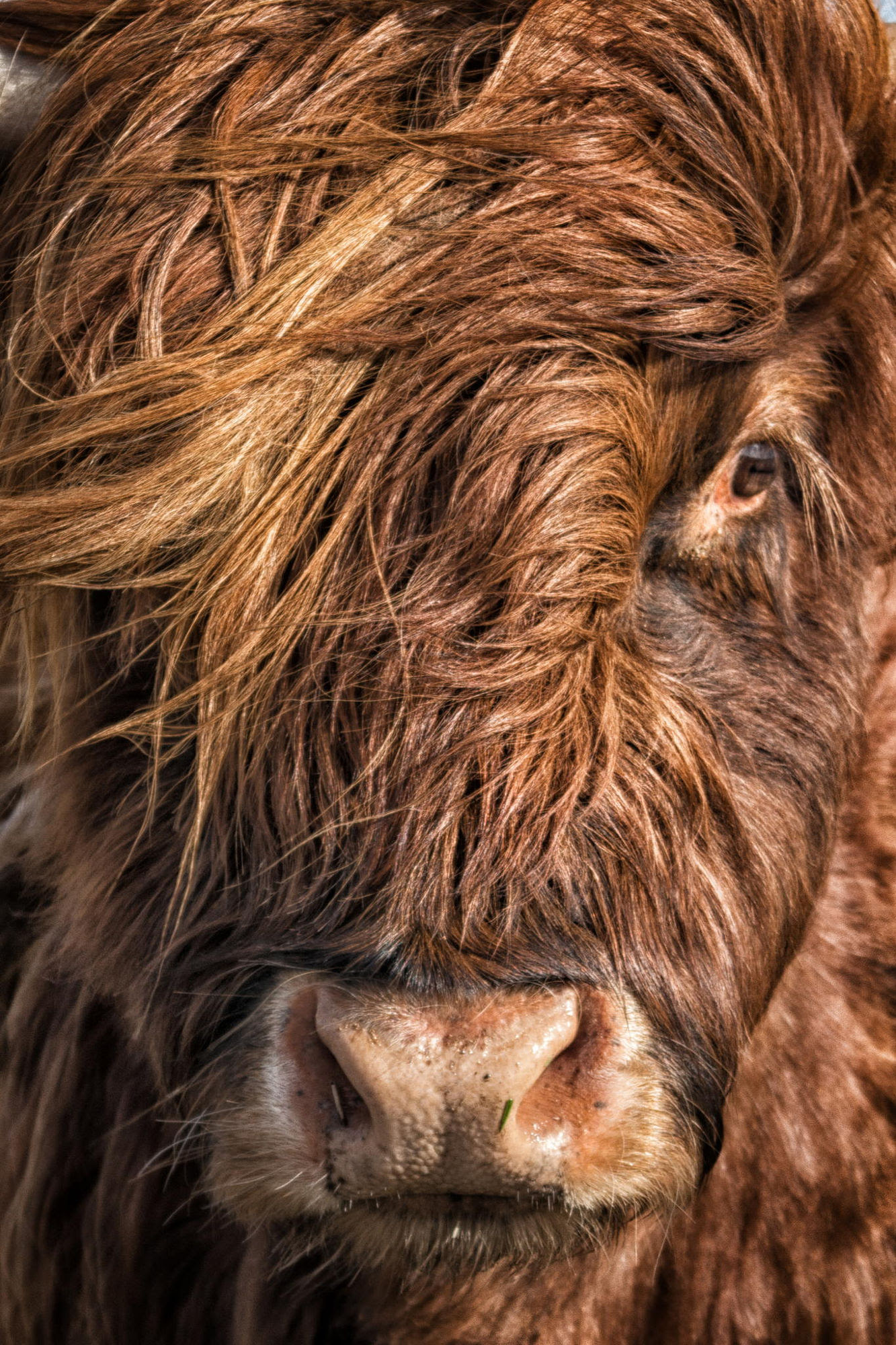 The Fabulous Hair Of This Cow Pics