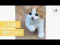 無料ダウンロード マンチカン 子猫 可愛い 画像 121623