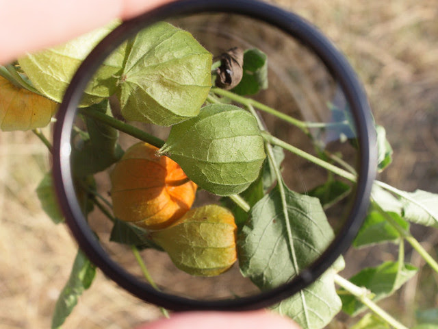 View-through-Circular-Polarizing-Filter__IMG_1294