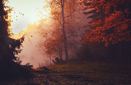 Awesome Dark Fall Aesthetic Wallpaper Free