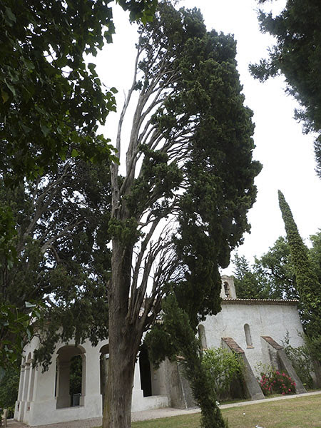 cyprès