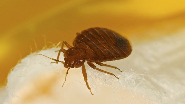 Man Claims He Was Bitten By Bed Bugs While On Wal Mart Scoooter Pct Pest Control Technology
