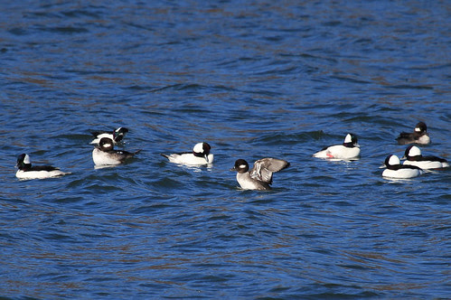 Bufflehead Flock