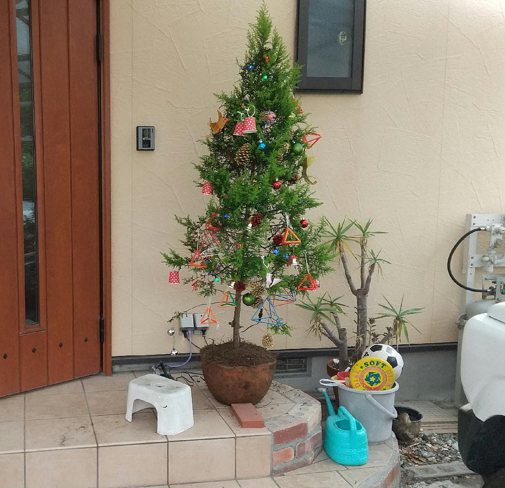 年12月6日 クリスマスツリーと浜遊び 12月になったので 裏庭に鉢ごと植えといたクリスマスツリーの鉢植えを出してきました 去年より また大きくなっています 肥料をやって 形を整えて剪定したので 去年よりちょっとかっこいいです