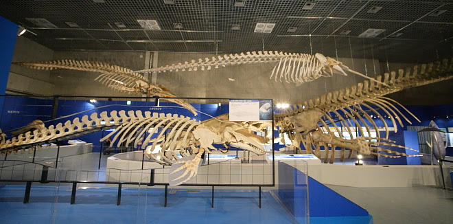 多様性生物希少標本ネットワーク A Specimen Room 標本室