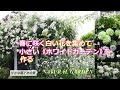 コレクション 春の花 花 白い 小さい たくさん 木 145576