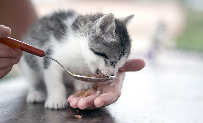 子猫の餌の与え方は ミルクはいつまで 1歳までの子猫のごはんまとめ
