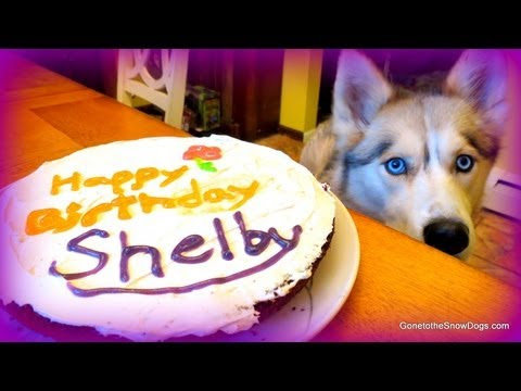 Video Birthday Cake Recipes For A Dog