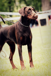 dobermann
