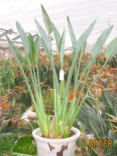 ストレリチアの植え替え