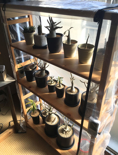 自作温室 日がな一日植物観察