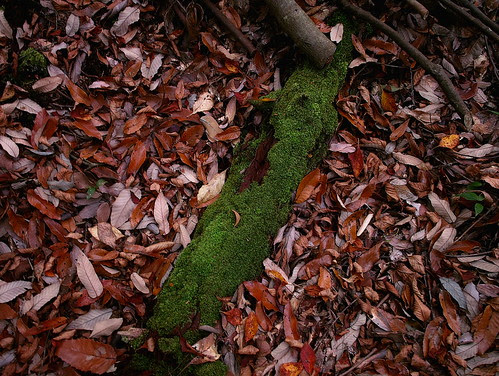 SDIM0489