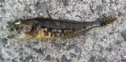ちょい投げで釣れる外道や危険な魚 ちょい投げで釣れるいわゆる外道 対象魚以外 です ここでは毒を持つ魚や 毒が無くても食べられない 食べない 魚 食用となっても毒針を含む対象を中心に紹介します それぞれメゴチバサミやプライヤー等