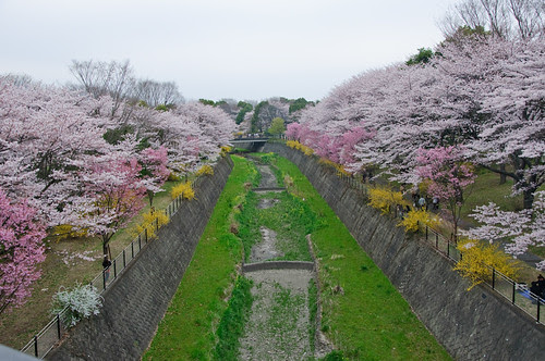 showa kinen sakura trees
