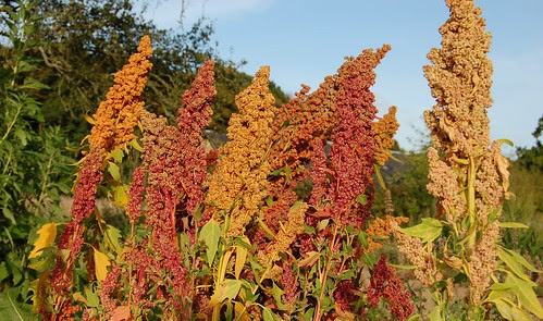 rainbow quinoa