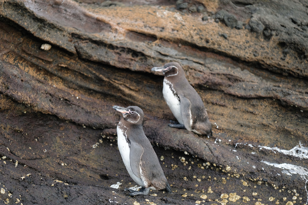 Penguins in Tagus Cove 
