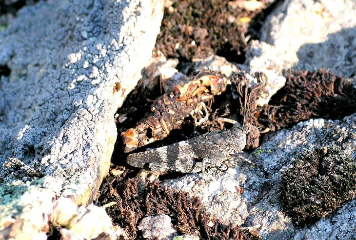 Teste sua visão! Você pode encontrar nossos animais escondidos?