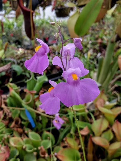 utricularia carnivero